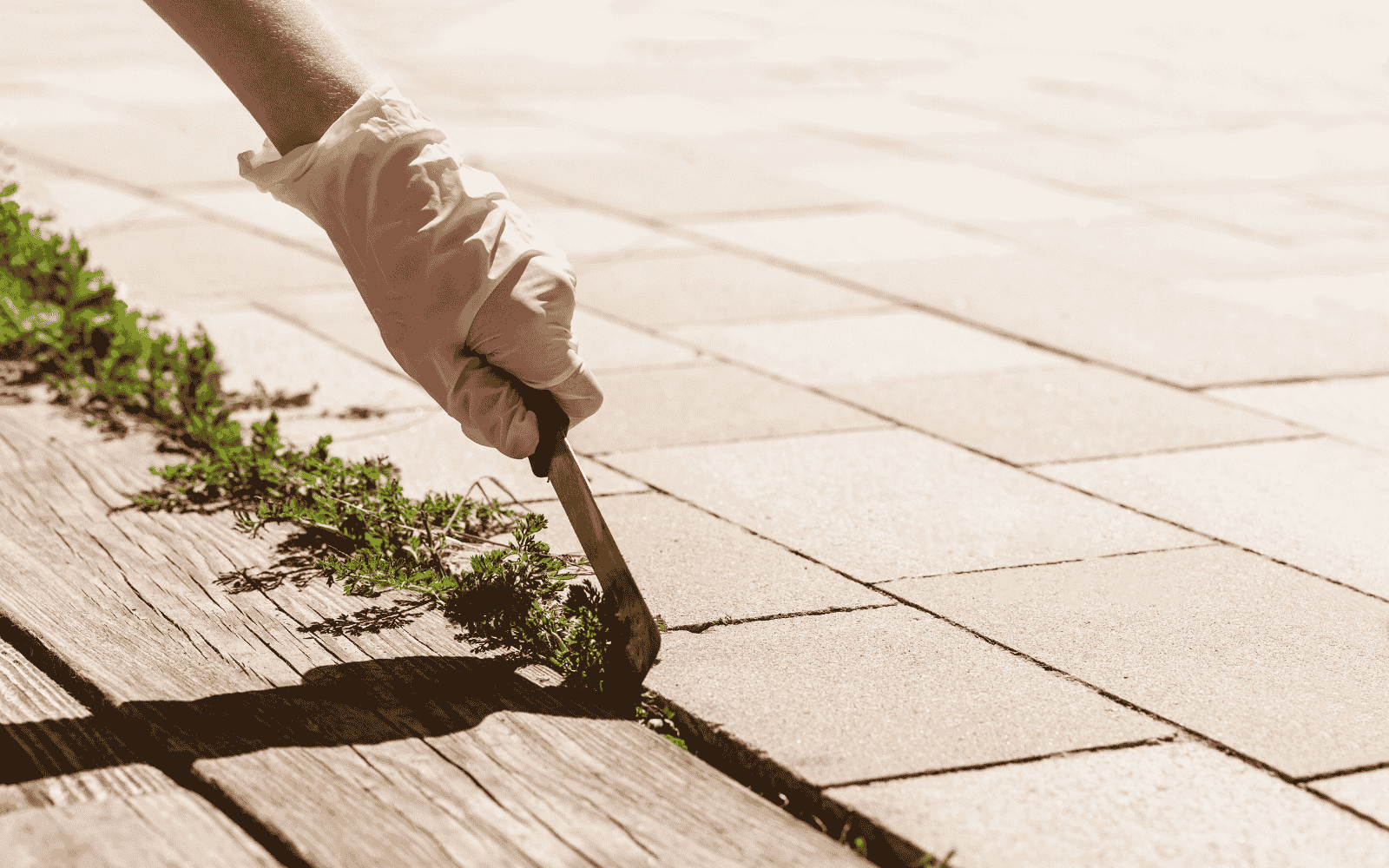 weed control and removal by lawn mowing and maintenance by nextdoor lawn mowing